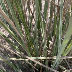 Carex utriculata