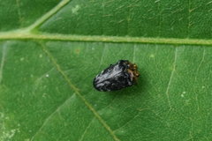 Trachys auricollis