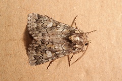 Olivenebula xanthochloris