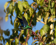 Pterophanes cyanopterus
