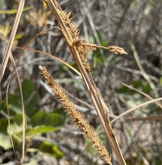 Carex utriculata