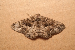 Peribatodes ilicaria