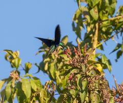 Pterophanes cyanopterus