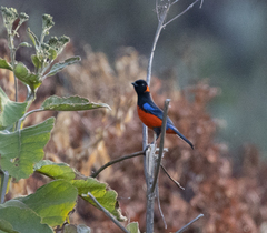 Anisognathus igniventris