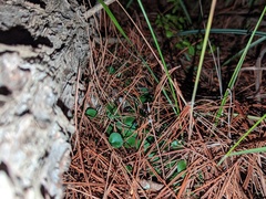 Corybas diemenicus
