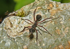 Dolichoderus attelaboides