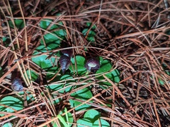 Corybas diemenicus