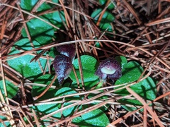 Corybas diemenicus