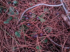 Corybas diemenicus