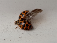 Harmonia conformis