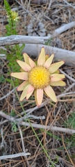 Leucadendron elimense elimense