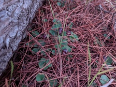 Corybas diemenicus