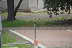 Rhipidura leucophrys