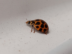 Harmonia conformis