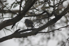 Phylidonyris novaehollandiae