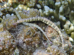 Corythoichthys haematopterus