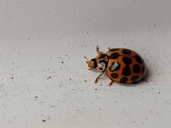 Harmonia conformis