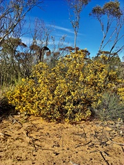 Acacia acanthoclada