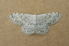 Scopula marginepunctata