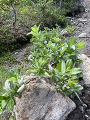 Salix hookeriana