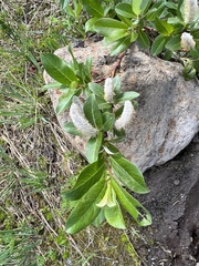 Salix hookeriana