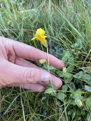 Erythranthe tilingii