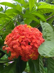 Ixora