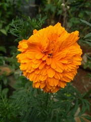 Tagetes erecta