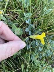 Erythranthe tilingii