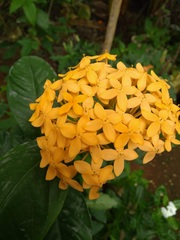 Ixora chinensis