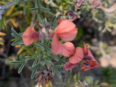Indigofera heterophylla