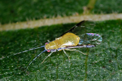 Monellia caryella