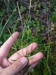 Epilobium leptophyllum