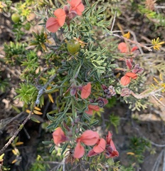 Indigofera heterophylla