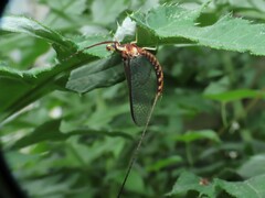 Hexagenia atrocaudata