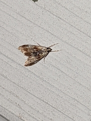 Glaphyriinae