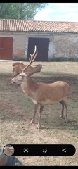 Cervus elaphus italicus