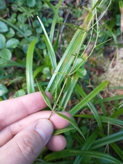 Epilobium leptophyllum