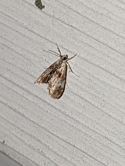 Glaphyriinae