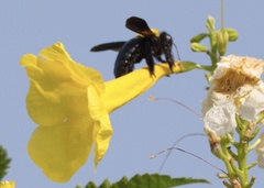 Xylocopa pubescens