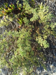 Artemisia campestris