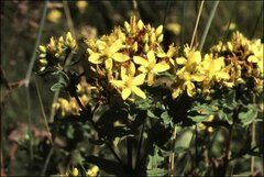 Hypericum tetrapterum