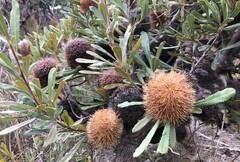 Banksia ornata