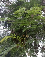 Leucaena leucocephala