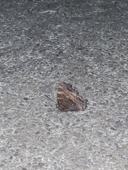 Nymphalis polychloros