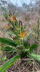 Wachendorfia multiflora