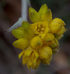 Conostylis candicans candicans