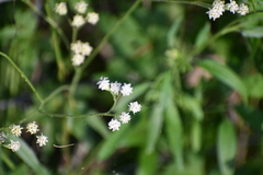 Florestina tripteris