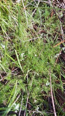 Ranunculus trichophyllus