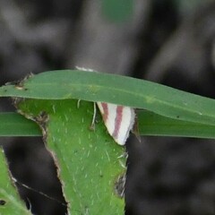 Microtheoris vibicalis